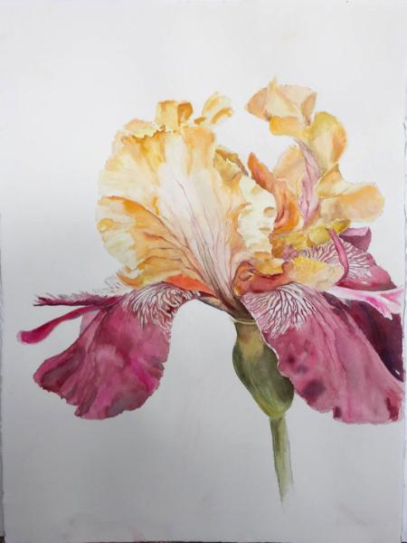 Yellow and Magenta Iris